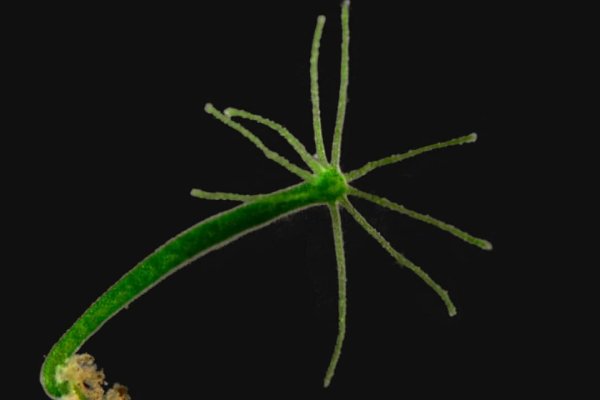 Кракен сайт ветклиника Москва