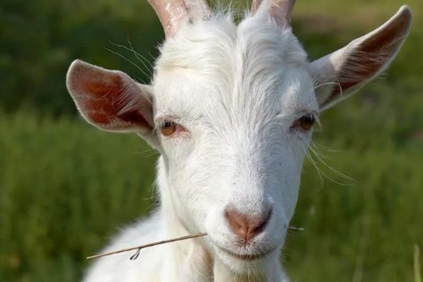 Кракен не заходит здоровье животных