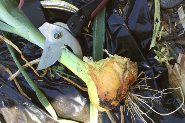 Kraken25 ветеринар гид