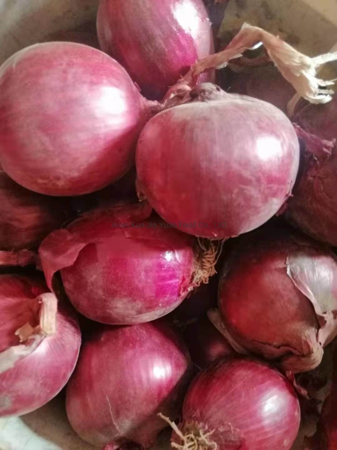 Kraken43 ветклиника