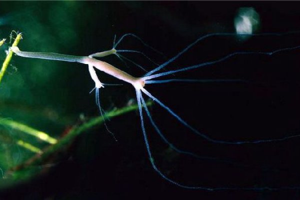 Krab22 at консультация ветеринара