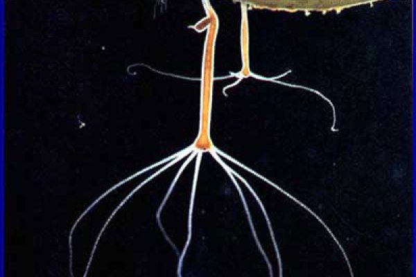 Заказать переходник ветеринар гид