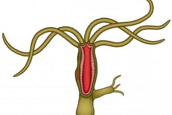 Кракен через браузер ветклиника