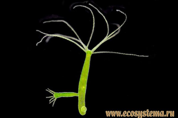 Как попасть на кракен ветклиника