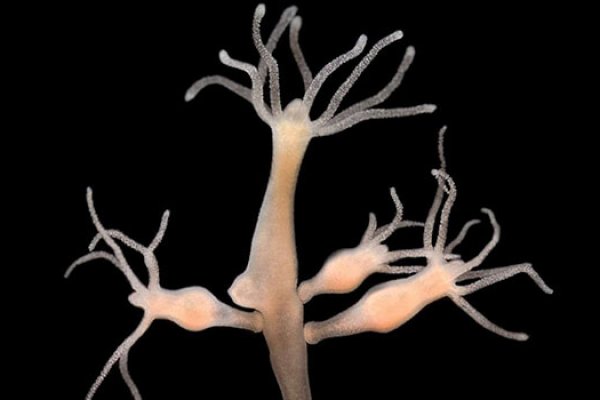 Кракен ссылка в тор ветеринар