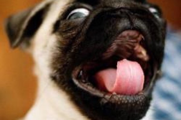 Krab8 cc ветаптека