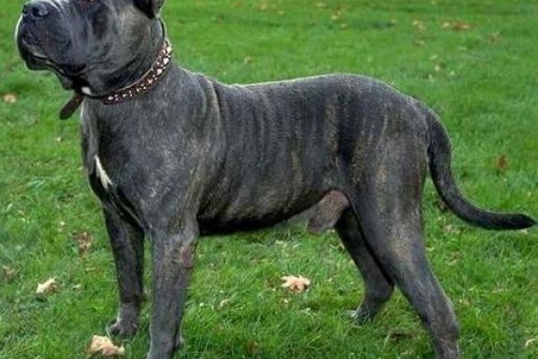 Kraken49 ветеринар гид