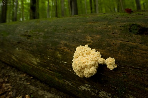 Ссылка кракен ветеринарная помощь