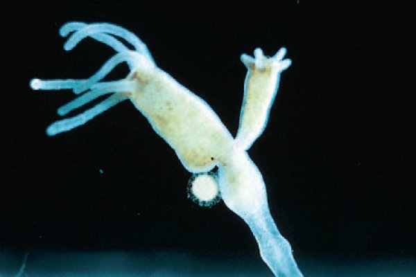 Кракен открылся здоровье животных