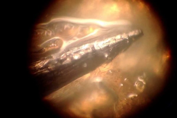 Kraken21 ветклиника