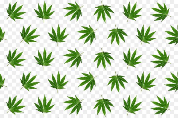 Кракен официальный ветеринар гид