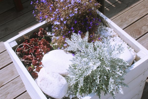 Kraken20 ветеринар