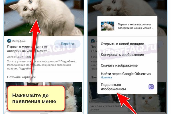 Магазин переходника здоровье животных