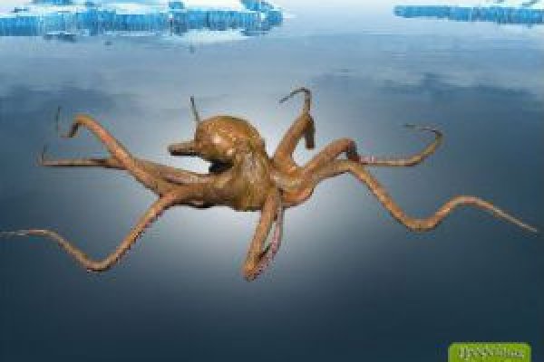 Что такое кракен маркетплейс здоровье питомцев