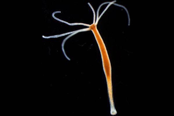 Кракен почему пользователь не найден ветклиника