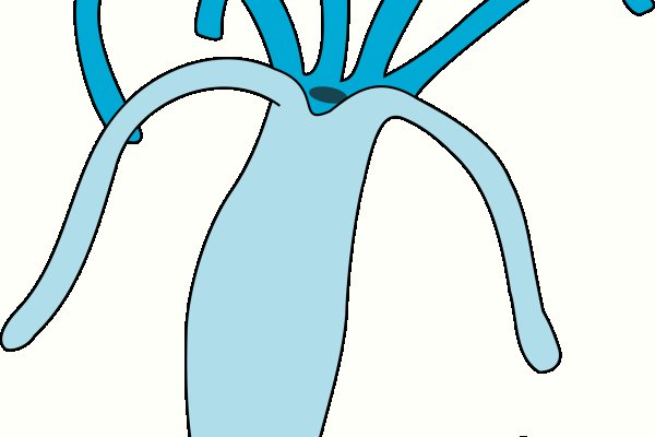 Krab34 cc ветаптека