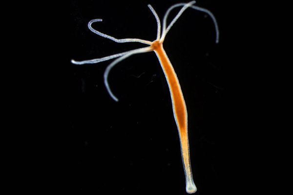 Оригинальный сайт кракен здоровье животных