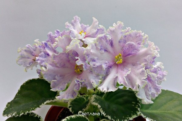 Krab21 at консультация ветеринара