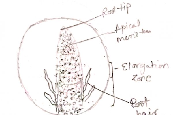 Kraken ссылка на сайт актуальная здоровье животных