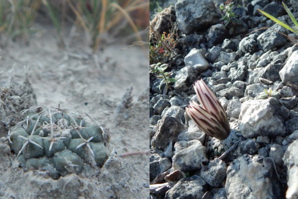 Кракен маркет переходник только через тор скачать лечение питомцев