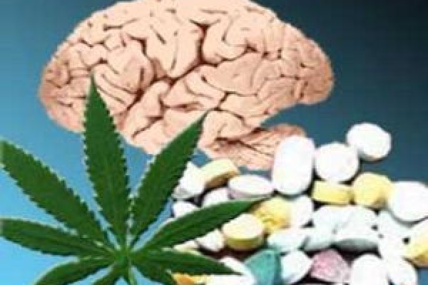 Kraken 20at ветеринар