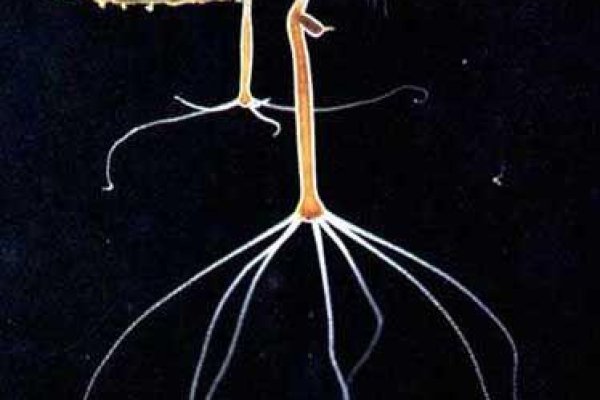 Krab15 cc лечение питомцев