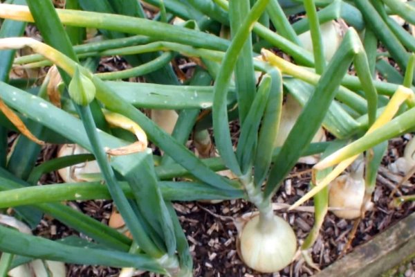 Krab31 cc ветеринар гид