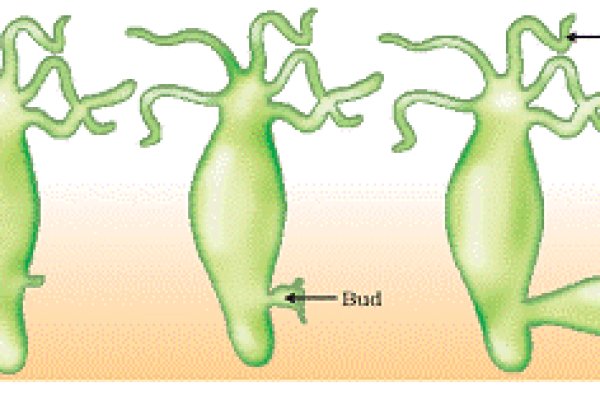 Кракен сайт ссылка здоровье животных