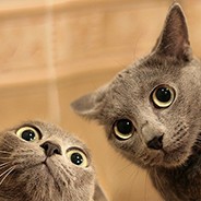 Krab34 cc вызов ветеринара