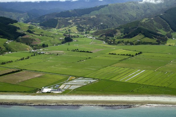 Kraken терапия питомцев