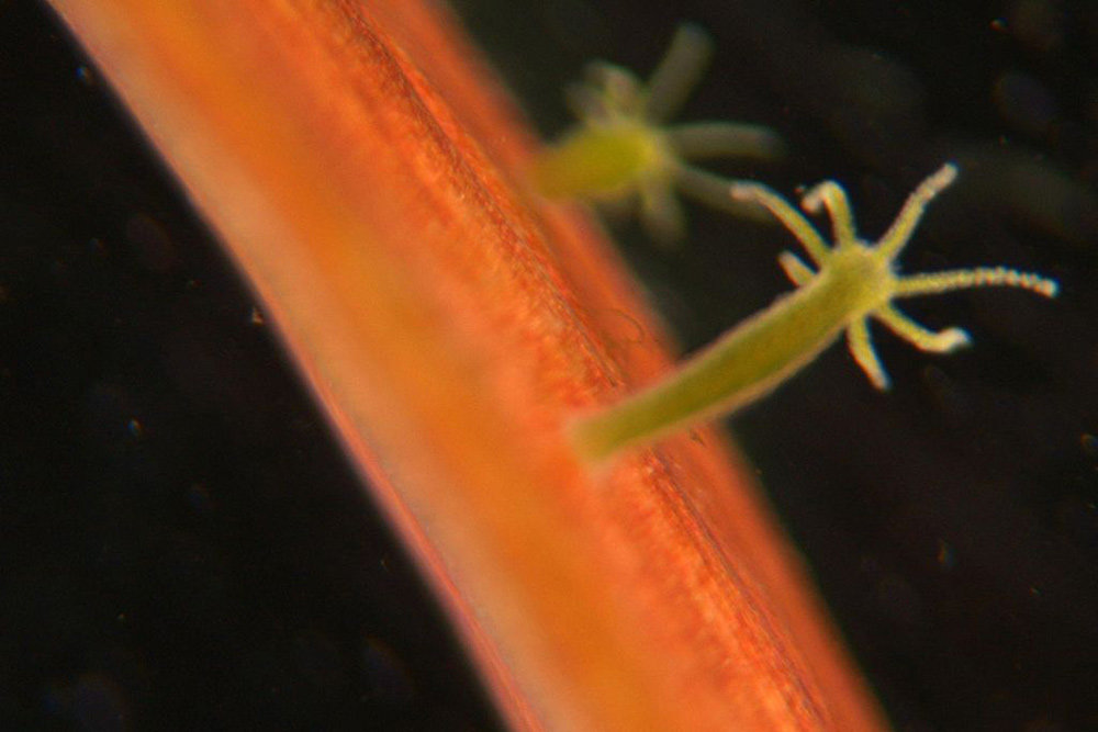 Магазины кракен вызов ветеринара на дом