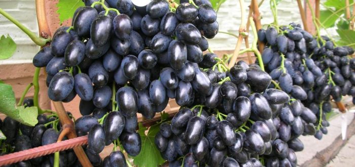 Krab17 at ветеринар онлайн