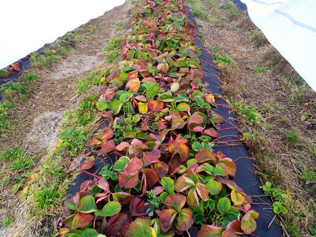 Кракен что там продают лечение питомцев