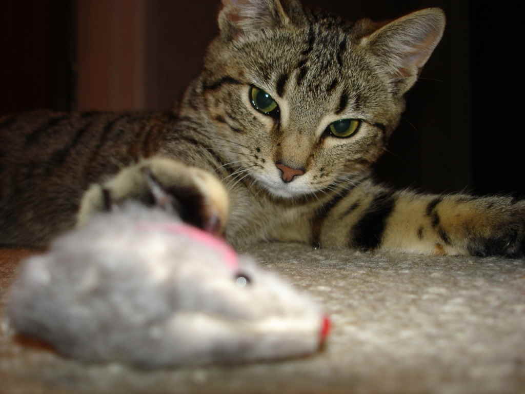 Кошка и мышка