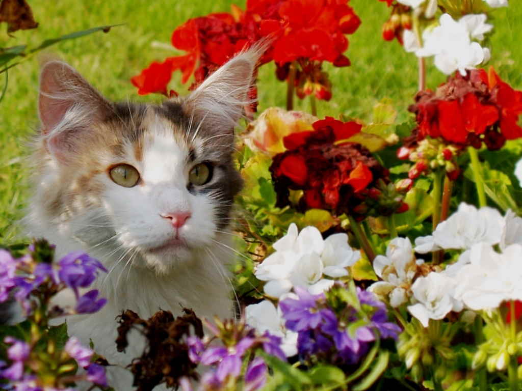 Кот в цветнике