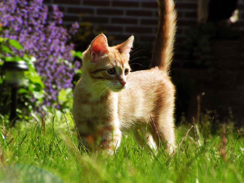 Котенок в саду