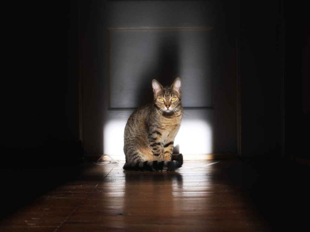 Кот у двери