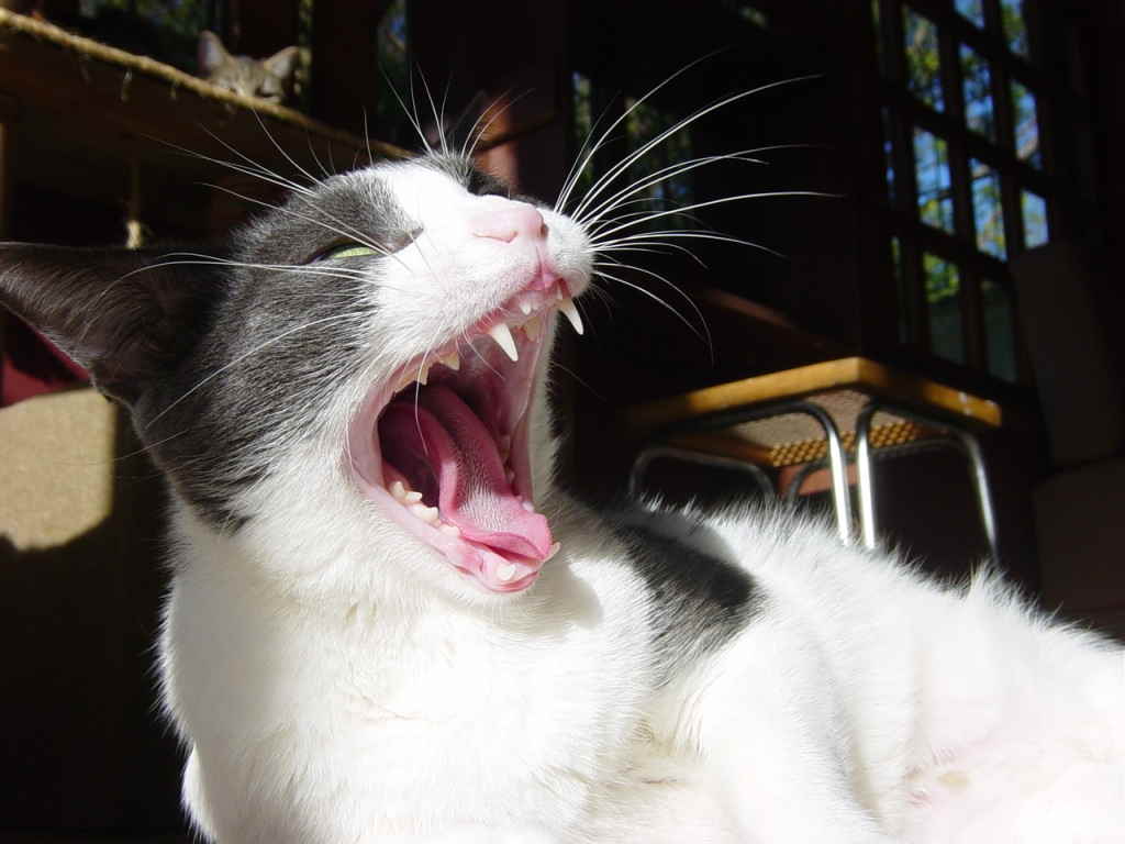Кошка зевает