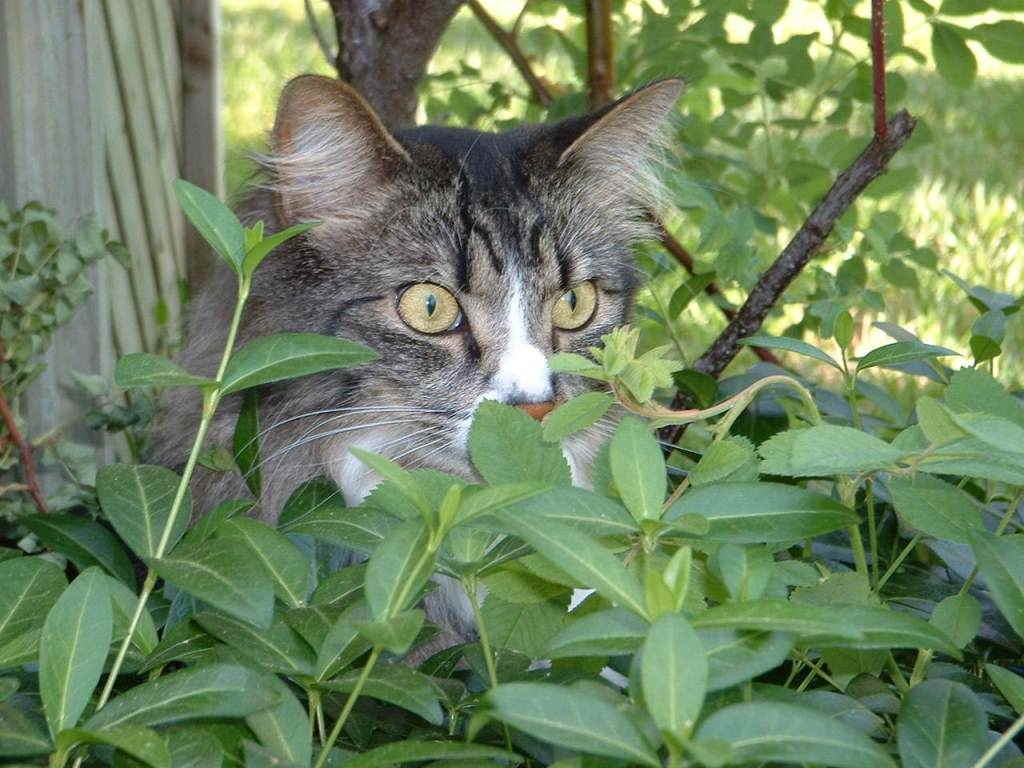 Кот за листьями