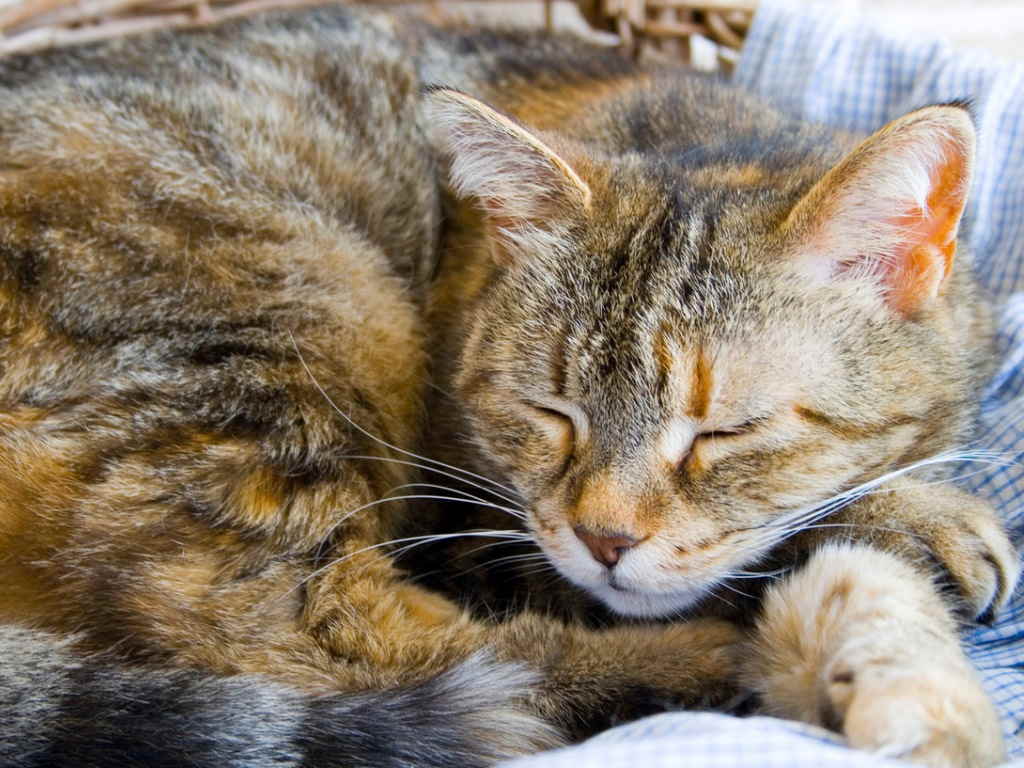 Простуда у кота лечение в домашних условиях thumbnail