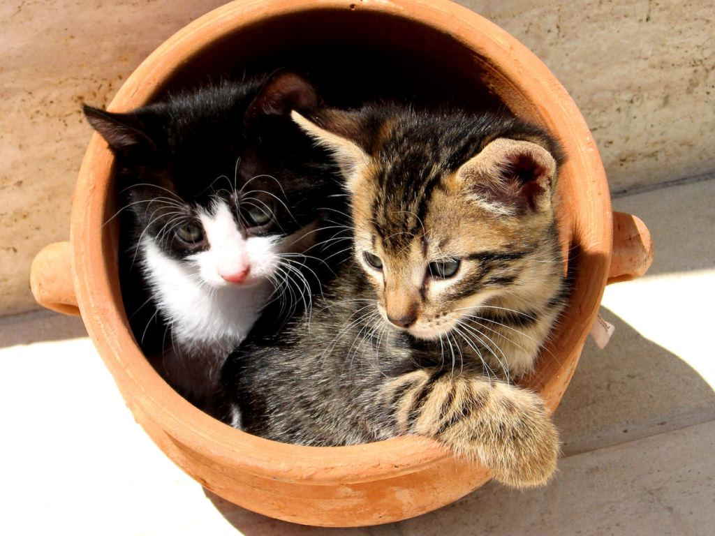Котята в вазе