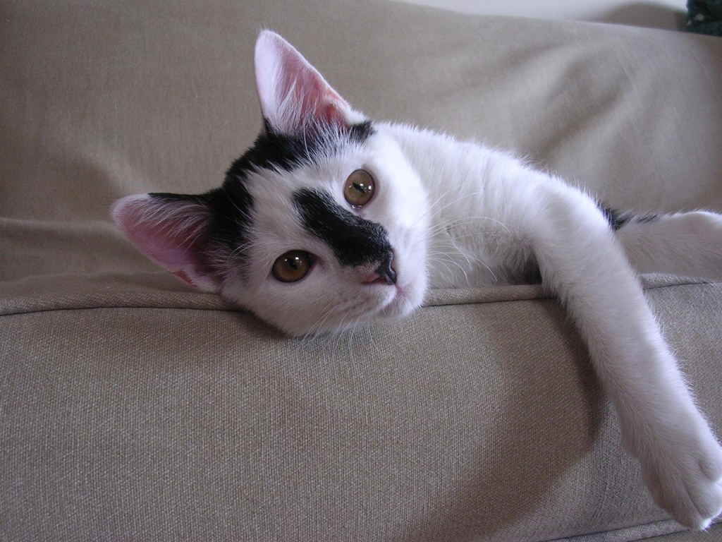 Кошка на диване