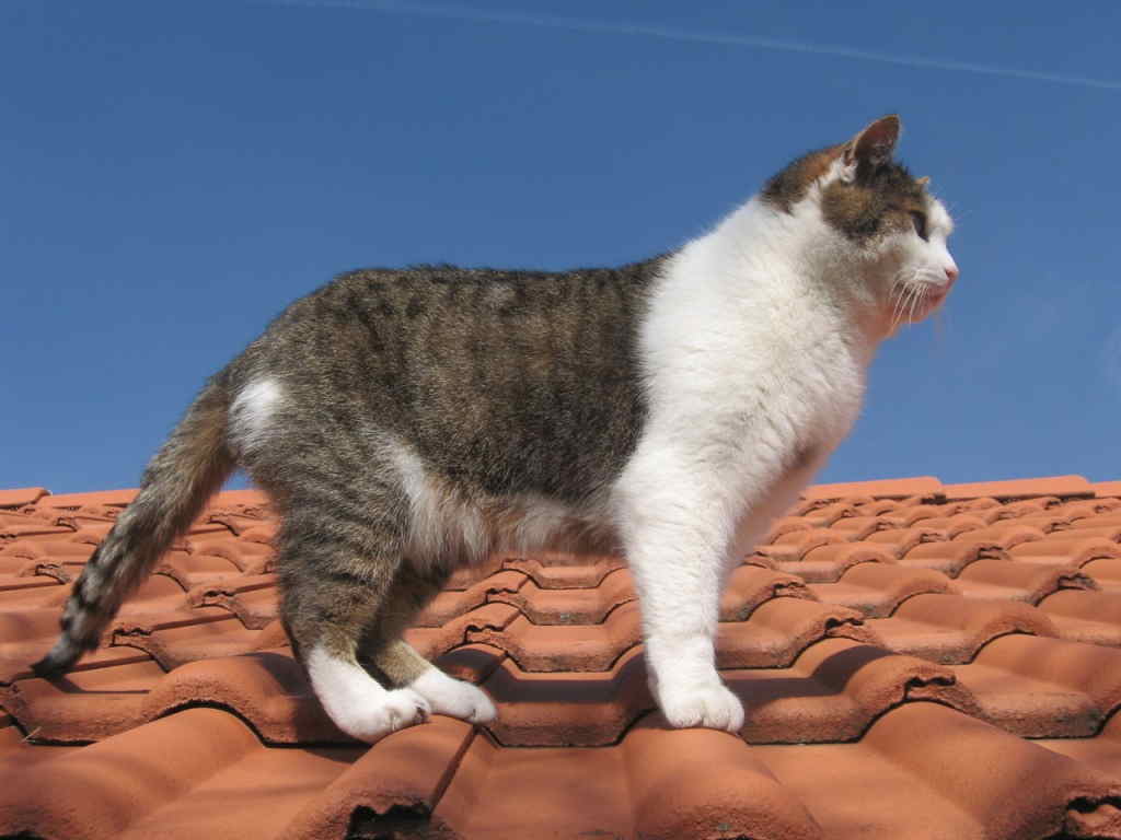 Кот на крыше