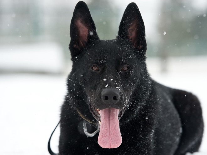 Черная собака лежит на снегу