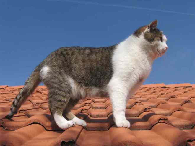 Кошка ходит по крыше