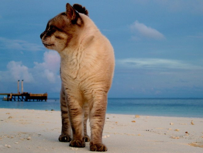 Кошка гуляет по песку