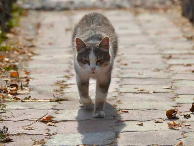 Уличный кот идет по дорожке