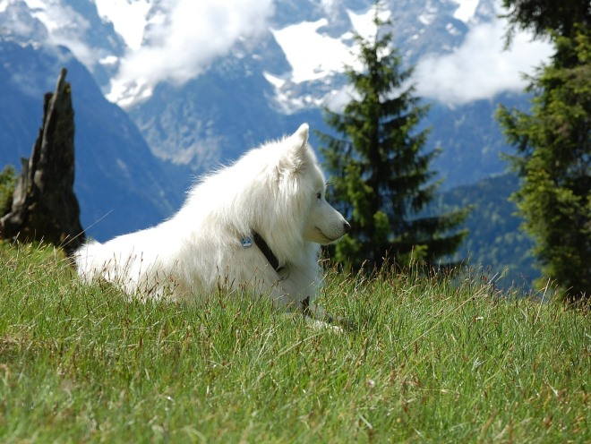 Собака в горах