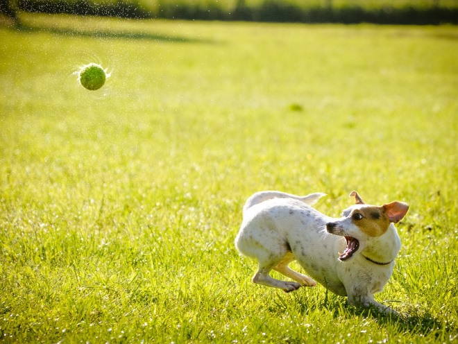 Собака бегает за мячом