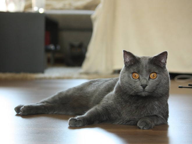 Серый кот лежит на полу